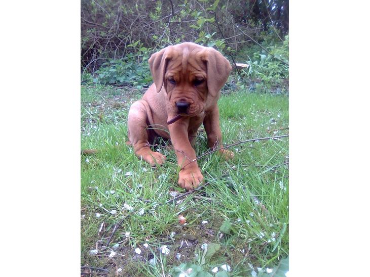 {{currentPhoto.altText}} billede {{currentPhoto.number}}