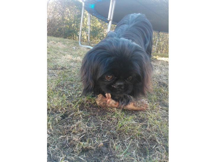 {{currentPhoto.altText}} billede {{currentPhoto.number}}