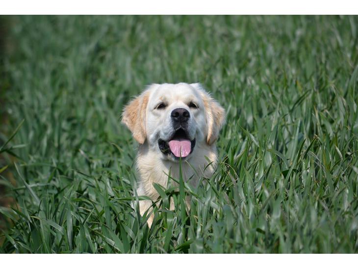 Golden retriever Bertha *Tricksdyret*<33 - Dav med dig! Mit navn er Bertha
Foto:Far billede 1