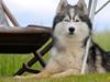 Siberian husky | Jeyzi [ Himmelhund]