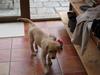 Golden retriever Shirley