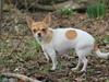 Chihuahua kiskis