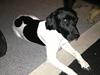 Blanding af racer Buller [Tidl. hund]