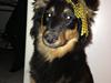 Blanding af racer Duchess [Tidl. hund]