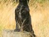 Field Trial Cockerspaniel Marley