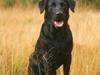 Labrador retriever Nynne ;-)