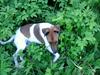 Glathåret foxterrier Tøssen * savnet og elsket * [Tidl. hund]