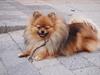 Pomeranian Feline