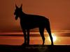 Dobermann Izrafel Napoleon Nacholious [Tidl. hund]