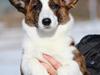 Welsh corgi cardigan Rosie