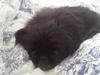 Pekingeser Beauti [ Himmelhund]