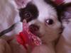 Chihuahua Chloé