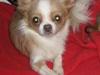 Chihuahua Chanel * EFTERLYSNING *