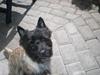 Cairn terrier Rollo