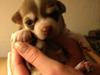 Chihuahua Choko