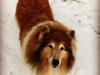 Collie langhåret Blanca [ Himmelhund]