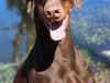 Dobermann Serbian Star V Masterhof [ Himmelhund]