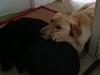 Labrador retriever Sofus