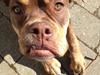 Olde english bulldogge Carlos