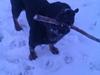 Blanding af racer RIP. Rio Henning [ Himmelhund]