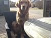 Golden retriever Casia