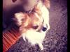 Chihuahua Tivi