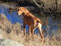 Rhodesian ridgeback Sasso