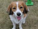 Kooikerhondje Sally