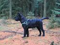 Hollandsk hyrdehund Tucker