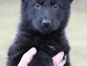 Schæferhund Luna