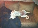 Labrador retriever Molly