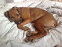 Rhodesian ridgeback Nhala