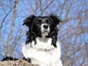 Border collie Danielsson´s Skyline Celix (Felix)