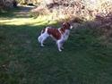 Kooikerhondje Baschko's Jelle V. Danser