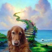 Blanding af racer R.I.P Lady