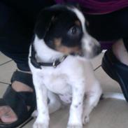 Dansk svensk gaardhund Bella