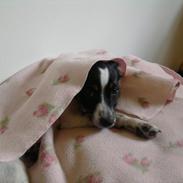 Dansk svensk gaardhund Bella