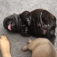 Fransk bulldog Knakker's Bertha Jensen