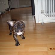 Fransk bulldog Felix - Himmelhund.