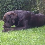 Labrador retriever Lindehøj's Freya