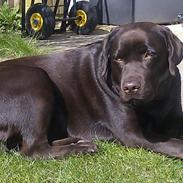 Labrador retriever Lindehøj's Freya