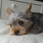 Yorkshire terrier Alfred