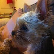 Yorkshire terrier Alfred