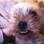 Yorkshire terrier Alfred