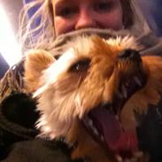 Yorkshire terrier Alfred