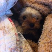 Yorkshire terrier Alfred