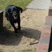 Labrador retriever Nunu <3