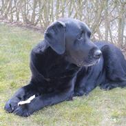 Labrador retriever Nunu <3