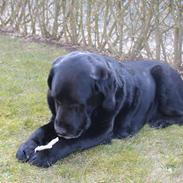 Labrador retriever Nunu <3