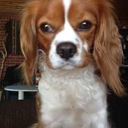 Cavalier king charles spaniel Sasha